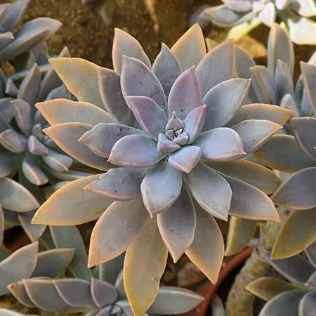 Βίλα Vivenda Arcobaleno Portugal São Brás de Alportel